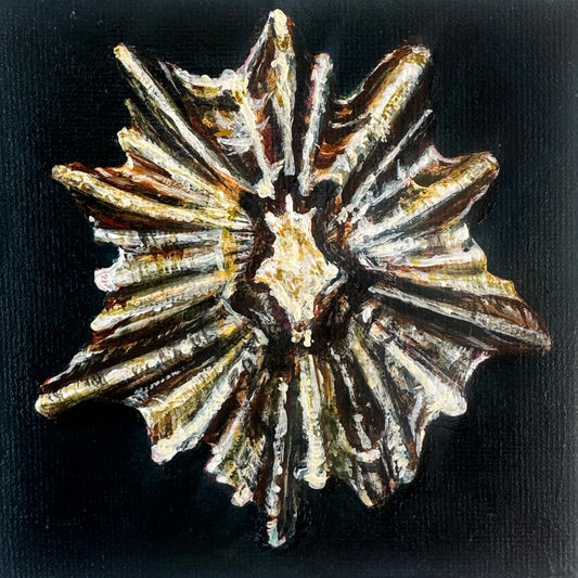 Tideworn Series: Tide Worn Star – Fine Art Print